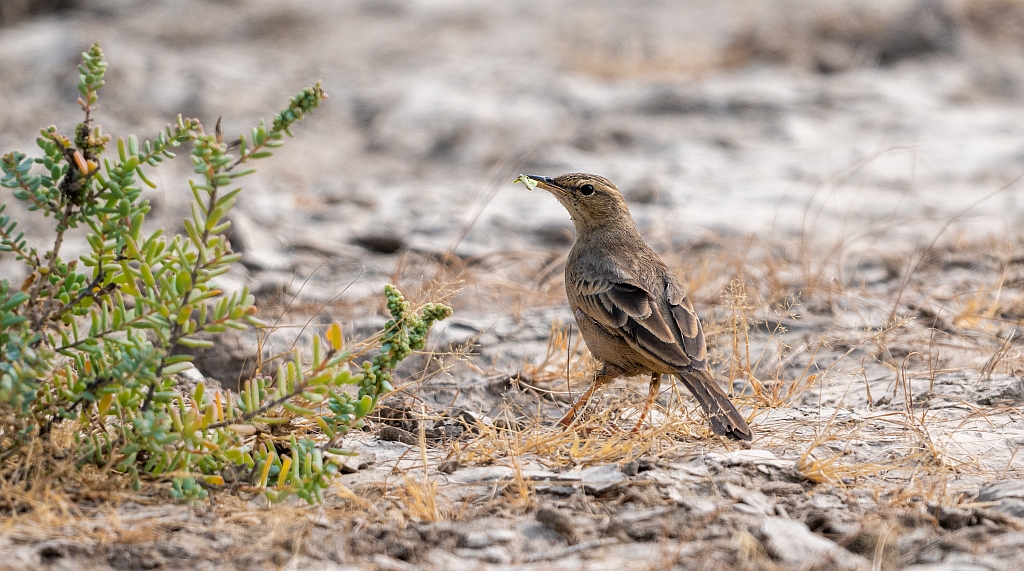 Long-billed Pipit